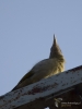 Filename=261_fotowilga~27.JPG
Filesize=189KB
Dimensions=525x700
Date added=Jun 28, 2019 261_fotowilga~27.JPG