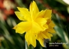 Filename=261_fotowilga~30.JPG
Filesize=82KB
Dimensions=640x457
Date added=Mar 06, 2017 261_fotowilga~30.JPG