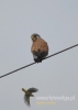 Filename=261_fotowilga~36.JPG
Filesize=42KB
Dimensions=343x480
Date added=Dec 10, 2017 261_fotowilga~36.JPG