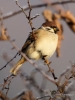 Filename=261_fotowilga~37.JPG
Filesize=232KB
Dimensions=525x700
Date added=Dec 13, 2017 261_fotowilga~37.JPG
