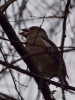 Filename=261_fotowilga~46.JPG
Filesize=230KB
Dimensions=525x700
Date added=Oct 05, 2019 261_fotowilga~46.JPG