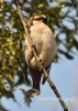 Filename=261_fotowilga~6.JPG
Filesize=87KB
Dimensions=343x480
Date added=Oct 10, 2014 261_fotowilga~6.JPG