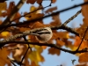 262_fotowilga~39.JPG