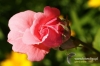 Filename=263_fotowilga~0.JPG
Filesize=97KB
Dimensions=720x480
Date added=Sep 10, 2012 263_fotowilga~0.JPG