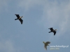 Filename=263_fotowilga~25.JPG
Filesize=56KB
Dimensions=640x480
Date added=May 04, 2016 263_fotowilga~25.JPG