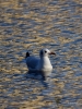 Filename=263_fotowilga~38.JPG
Filesize=311KB
Dimensions=525x700
Date added=Nov 21, 2019 263_fotowilga~38.JPG