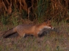 Filename=264_fotowilga~38.JPG
Filesize=327KB
Dimensions=700x525
Date added=Sep 30, 2018 264_fotowilga~38.JPG