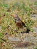 Filename=265_fotowilga~33.JPG
Filesize=308KB
Dimensions=525x700
Date added=Jun 01, 2017 265_fotowilga~33.JPG