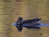 Filename=265_fotowilga~46.JPG
Filesize=292KB
Dimensions=700x525
Date added=Jan 10, 2019 265_fotowilga~46.JPG