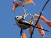 265_fotowilga~52.JPG