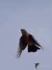 Filename=265_fotowilga~54.JPG
Filesize=180KB
Dimensions=525x700
Date added=Dec 09, 2019 265_fotowilga~54.JPG