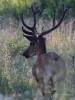 Filename=266_fotowilga~18.JPG
Filesize=275KB
Dimensions=525x700
Date added=Jun 21, 2019 266_fotowilga~18.JPG