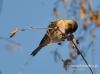 Filename=266_fotowilga~22.JPG
Filesize=85KB
Dimensions=640x476
Date added=Jan 20, 2016 266_fotowilga~22.JPG