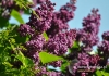 Filename=266_fotowilga~25.JPG
Filesize=118KB
Dimensions=640x452
Date added=Mar 01, 2016 266_fotowilga~25.JPG