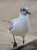 Filename=266_fotowilga~42.JPG
Filesize=207KB
Dimensions=525x700
Date added=Jan 31, 2018 266_fotowilga~42.JPG