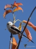 Filename=266_fotowilga~50.JPG
Filesize=239KB
Dimensions=525x700
Date added=Oct 15, 2019 266_fotowilga~50.JPG
