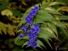 Filename=266_fotowilga~51.JPG
Filesize=285KB
Dimensions=700x525
Date added=Dec 22, 2019 266_fotowilga~51.JPG