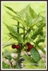 268_fotowilga~0.JPG