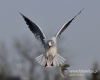 Filename=268_fotowilga~22.JPG
Filesize=67KB
Dimensions=600x480
Date added=May 05, 2016 268_fotowilga~22.JPG