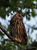 Filename=268_fotowilga~38.JPG
Filesize=278KB
Dimensions=525x700
Date added=Mar 23, 2018 268_fotowilga~38.JPG