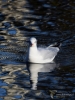 Filename=268_fotowilga~49.JPG
Filesize=278KB
Dimensions=525x700
Date added=Nov 21, 2019 268_fotowilga~49.JPG