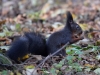 Filename=269_fotowilga~36.JPG
Filesize=286KB
Dimensions=700x525
Date added=Feb 18, 2018 269_fotowilga~36.JPG