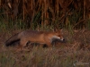 Filename=269_fotowilga~41.JPG
Filesize=311KB
Dimensions=700x525
Date added=Apr 11, 2019 269_fotowilga~41.JPG