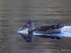 Filename=269_fotowilga~46.JPG
Filesize=273KB
Dimensions=700x525
Date added=Jul 04, 2019 269_fotowilga~46.JPG