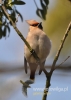 Filename=269_fotowilga~9.JPG
Filesize=73KB
Dimensions=343x480
Date added=Oct 18, 2014 269_fotowilga~9.JPG