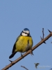 Filename=270_fotowilga~53.JPG
Filesize=211KB
Dimensions=525x700
Date added=Dec 05, 2019 270_fotowilga~53.JPG