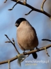 Filename=271_fotowilga~27.JPG
Filesize=55KB
Dimensions=360x480
Date added=Feb 13, 2017 271_fotowilga~27.JPG