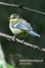 Filename=271_fotowilga~33.JPG
Filesize=69KB
Dimensions=320x480
Date added=Sep 20, 2017 271_fotowilga~33.JPG