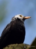 Filename=271_fotowilga~39.JPG
Filesize=194KB
Dimensions=525x700
Date added=Apr 20, 2018 271_fotowilga~39.JPG