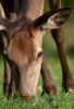 Filename=271_fotowilga~46.JPG
Filesize=279KB
Dimensions=480x700
Date added=Oct 09, 2019 271_fotowilga~46.JPG
