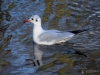Filename=271_fotowilga~47.JPG
Filesize=284KB
Dimensions=700x525
Date added=Nov 21, 2019 271_fotowilga~47.JPG