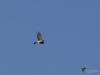 Filename=271_fotowilga~48.JPG
Filesize=207KB
Dimensions=700x525
Date added=Dec 18, 2019 271_fotowilga~48.JPG