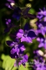 Filename=272_fotowilga.JPG
Filesize=87KB
Dimensions=360x540
Date added=Sep 30, 2012 272_fotowilga.JPG