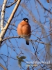 Filename=272_fotowilga~23.JPG
Filesize=67KB
Dimensions=360x480
Date added=Dec 16, 2016 272_fotowilga~23.JPG
