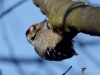 Filename=272_fotowilga~31.JPG
Filesize=249KB
Dimensions=700x525
Date added=Dec 12, 2018 272_fotowilga~31.JPG
