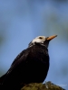 273_fotowilga~27.JPG