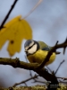Filename=273_fotowilga~32.JPG
Filesize=218KB
Dimensions=525x700
Date added=Nov 16, 2017 273_fotowilga~32.JPG