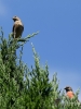 Filename=273_fotowilga~39.JPG
Filesize=293KB
Dimensions=525x700
Date added=Jul 30, 2019 273_fotowilga~39.JPG