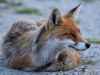 Filename=273_fotowilga~43.JPG
Filesize=286KB
Dimensions=700x525
Date added=Dec 26, 2019 273_fotowilga~43.JPG