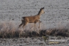 Filename=274_fotowilga~24.JPG
Filesize=128KB
Dimensions=640x427
Date added=Feb 29, 2016 274_fotowilga~24.JPG