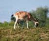 Filename=274_fotowilga~44.JPG
Filesize=322KB
Dimensions=700x583
Date added=Mar 14, 2019 274_fotowilga~44.JPG