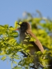 Filename=274_fotowilga~47.JPG
Filesize=257KB
Dimensions=525x700
Date added=Jun 07, 2019 274_fotowilga~47.JPG