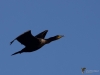 Filename=274_fotowilga~48.JPG
Filesize=148KB
Dimensions=700x525
Date added=Jul 19, 2019 274_fotowilga~48.JPG