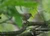 Filename=275_fotowilga~11.JPG
Filesize=89KB
Dimensions=640x457
Date added=May 25, 2015 275_fotowilga~11.JPG