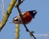Filename=275_fotowilga~28.JPG
Filesize=58KB
Dimensions=600x480
Date added=Dec 12, 2016 275_fotowilga~28.JPG