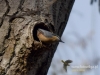 Filename=275_fotowilga~30.JPG
Filesize=98KB
Dimensions=640x480
Date added=Jan 16, 2017 275_fotowilga~30.JPG